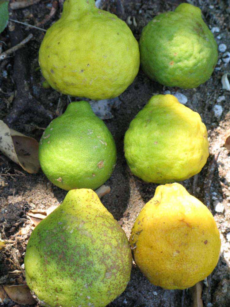              Fruits of  Citrus hystrix         (Combava, Winter Haven,   FL)       